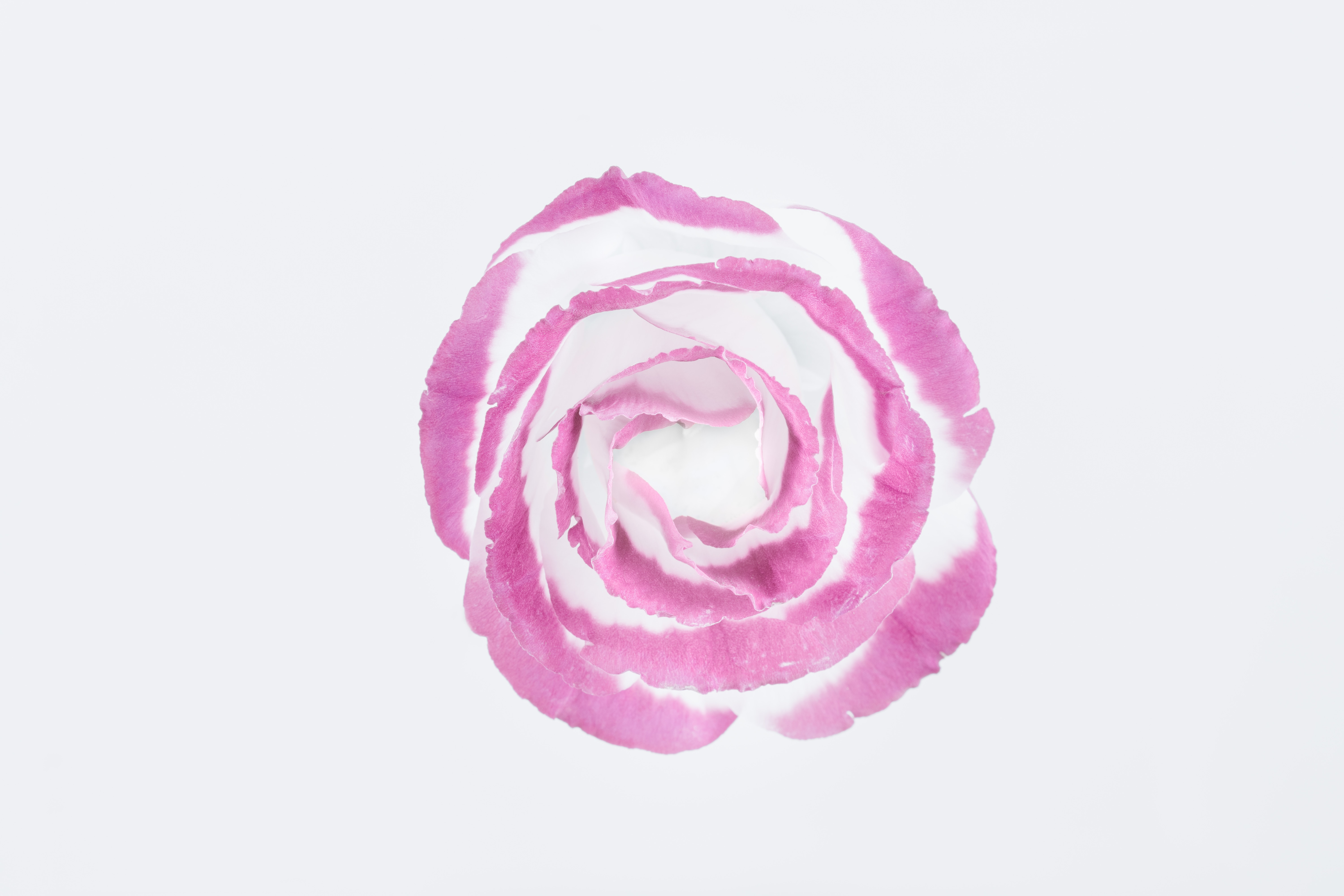 End FGM Rose Petals Campaign
