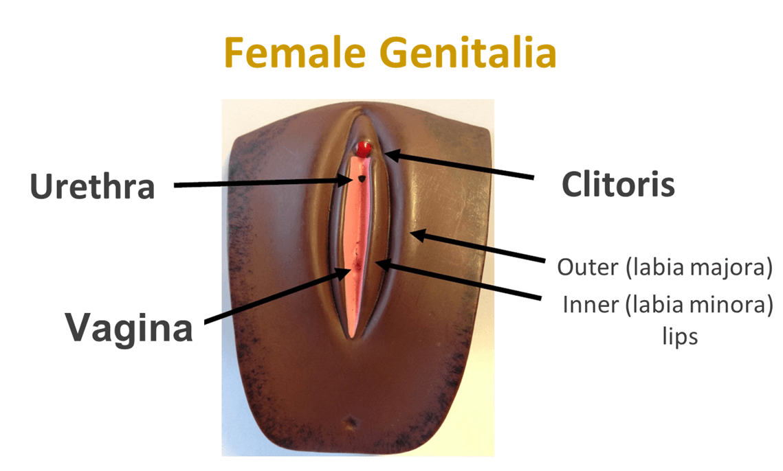 Female Genitalia